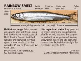 Image result for Osmerus mordax