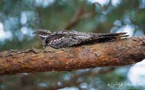 Attēlu rezultāti vaicājumam “Caprimulgus europaeus juvenile”