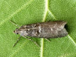 Attēlu rezultāti vaicājumam “Ortholepis betulae”