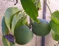 Growing White Sapote In Phoenix Arizona - Casimiroa edulis