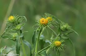 Attēlu rezultāti vaicājumam “Inula britannica leaf”