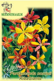 Image result for Pardancanda norrisii