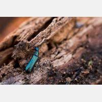 Attēlu rezultāti vaicājumam “Dasytes caeruleus imago”