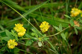 Attēlu rezultāti vaicājumam “Trifolium aureum fruit”