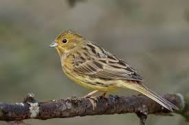 Attēlu rezultāti vaicājumam “Emberiza citrinella”