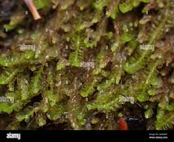 Attēlu rezultāti vaicājumam “Jungermannia leiantha sporophyte”