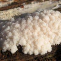 Attēlu rezultāti vaicājumam “Reticularia jurana”