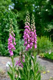 Image result for Fingerhut rot