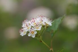Attēlu rezultāti vaicājumam “Physocarpus opulifolius”