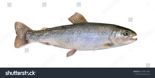 Image result for Salvelinus confluentus