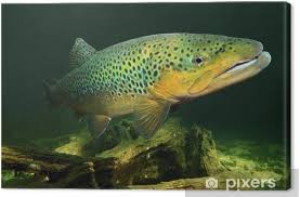 Image result for Salmo trutta trutta