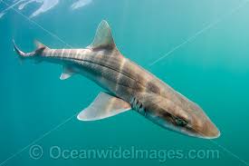 Image result for Mustelus