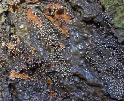 Attēlu rezultāti vaicājumam “Didymium clavus stalked”