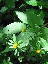 Attēlu rezultāti vaicājumam “Bidens frondosa leaf”