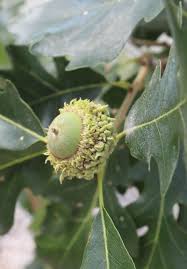 Attēlu rezultāti vaicājumam “Quercus”