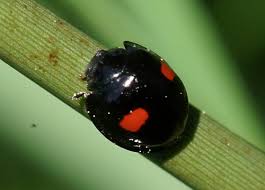 Attēlu rezultāti vaicājumam “Chilocorus renipustulatus”