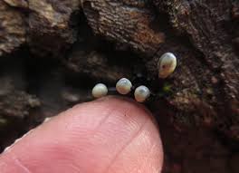 Attēlu rezultāti vaicājumam “Hemitrichia clavata young”