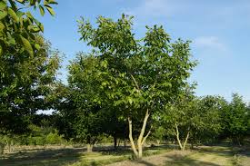 Attēlu rezultāti vaicājumam “Juglans regia”