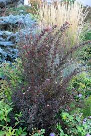 Attēlu rezultāti vaicājumam “Physocarpus opulifolius”