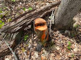 Attēlu rezultāti vaicājumam “Didymium verrucisporum stalked”