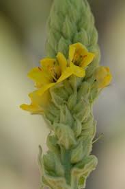 Attēlu rezultāti vaicājumam “Verbascum thapsus”