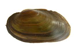 Attēlu rezultāti vaicājumam “Unio crassus”