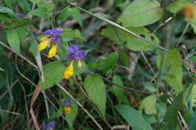 Attēlu rezultāti vaicājumam “Melampyrum nemorosum”