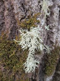 Attēlu rezultāti vaicājumam “Ramalina pollinaria”