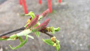Attēlu rezultāti vaicājumam “Betula humilis female flower”