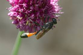 Attēlu rezultāti vaicājumam “Ammophila sp.”