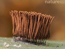 Attēlu rezultāti vaicājumam “Stemonitis sp.”