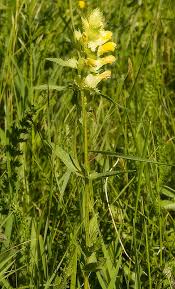 Attēlu rezultāti vaicājumam “Rhinanthus serotinus”