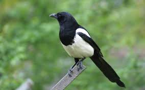 Attēlu rezultāti vaicājumam “Pica pica”