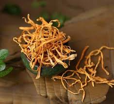 Attēlu rezultāti vaicājumam “Cordyceps”