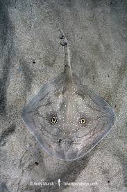 Image result for Raja polystigma