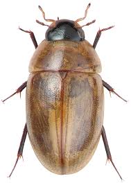 Attēlu rezultāti vaicājumam “Enochrus affinis”