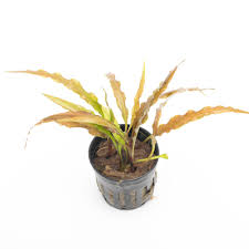 Attēlu rezultāti vaicājumam “Cryptocala chardinyi”