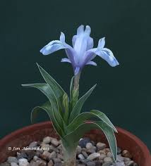 Attēlu rezultāti vaicājumam “Iris rosenbachiana flower”