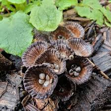 Attēlu rezultāti vaicājumam “Cyathus striatus”