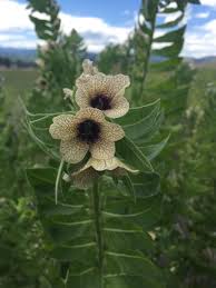 Attēlu rezultāti vaicājumam “Hyoscyamus niger flower”