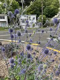 Attēlu rezultāti vaicājumam “Eryngium planum fruit”