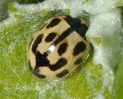 Attēlu rezultāti vaicājumam “Propylea quatuordecimpunctata”