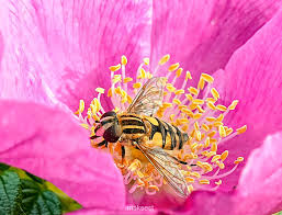 Attēlu rezultāti vaicājumam “Helophilus hybridus”