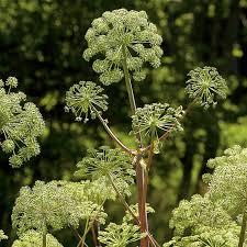 Image result for Angelica archangelica