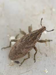 Attēlu rezultāti vaicājumam “Cleonis pigra”