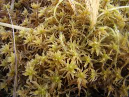 Attēlu rezultāti vaicājumam “Sphagnum tenellum”