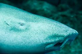 Image result for Nebrius ferrugineus