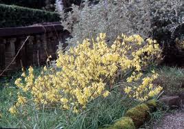 Attēlu rezultāti vaicājumam “Forsythia viridissima flower”
