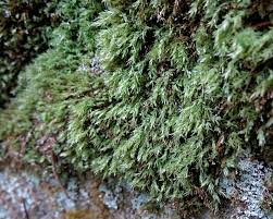 Attēlu rezultāti vaicājumam “Pohlia cruda sporophyte”