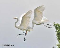 Attēlu rezultāti vaicājumam “Egretta alba adult”